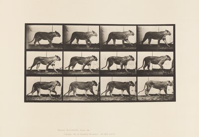 Tavle 728. Løvinde; Gåture; Løve; Ligger ned af Eadweard Muybridge