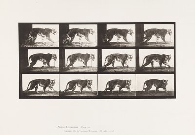 Tavle 729. Tigress; Gåture af Eadweard Muybridge
