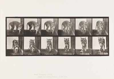 Tallerken 730. Tigress; Gåture; Vende rundt af Eadweard Muybridge