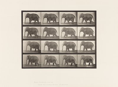 Tavle 732. Elefant; Gåture af Eadweard Muybridge