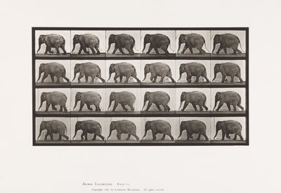 Tavle 733. Elefant; Gåture af Eadweard Muybridge