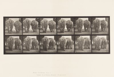 Tavle 735. Elefanter; To, gå af Eadweard Muybridge