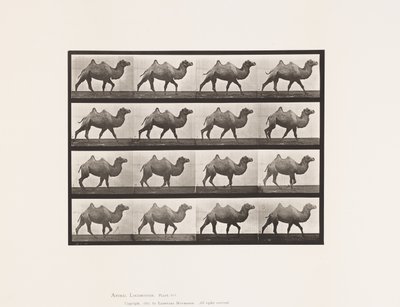 Tavle 737. Bactrian Camel; Gåture af Eadweard Muybridge