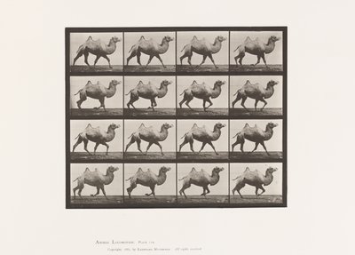 Tavle 738. Bactrian Camel; Reoler af Eadweard Muybridge