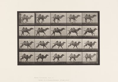 Tavle 740. Bactrian Camel; (Ung), Galoperende af Eadweard Muybridge