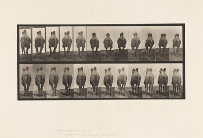 Tavle 741. Bactrian Camel; A, Gå; B, Reoler af Eadweard Muybridge