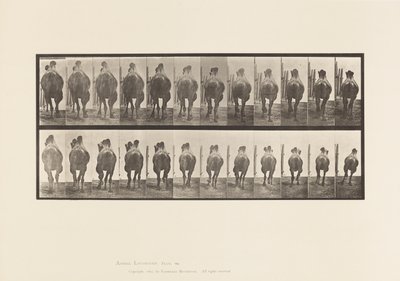 Tavle 742. Bactrian Camel; A, Reoler; B, Galoperende af Eadweard Muybridge