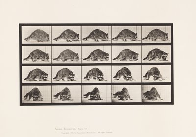Tallerken 745. Vaskebjørn; Gåture; og vende sig om af Eadweard Muybridge