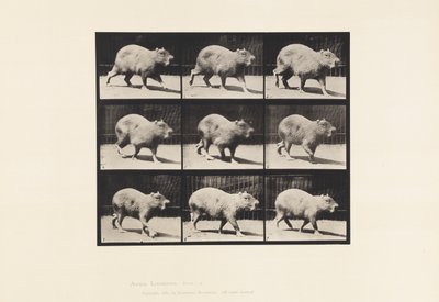 Tavle 746. Capybara; Gåture af Eadweard Muybridge