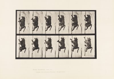Tallerken 749. Bavian; Klatring af en stang af Eadweard Muybridge