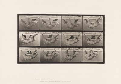 Tallerken 750. Dovendyr; Gående, ophængt på en vandret stang af Eadweard Muybridge