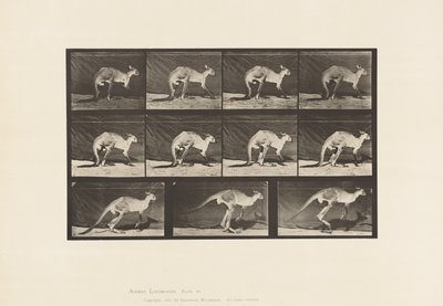 Tavle 751. Kænguru; Gå på alle fire; Skift til Jumping af Eadweard Muybridge