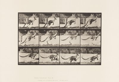 Tavle 752. Kænguru; Hoppe af Eadweard Muybridge