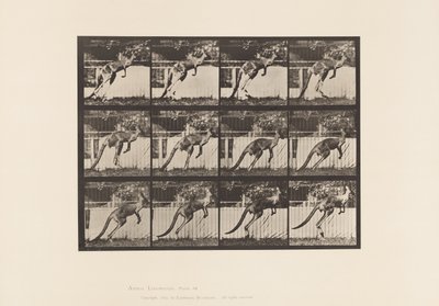 Tavle 753. Kænguru; Hoppe af Eadweard Muybridge