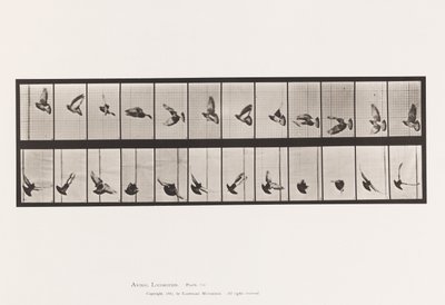 Tavle 756. Due; Flyvende af Eadweard Muybridge