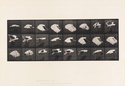 Tallerken 759. Kakadu; Flyvende af Eadweard Muybridge