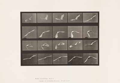 Tallerken 760. Kakadue; Flyvende af Eadweard Muybridge