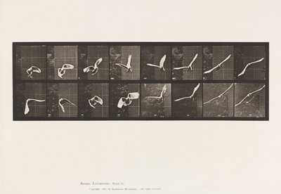Tallerken 761. Kakadu; Flyvende af Eadweard Muybridge
