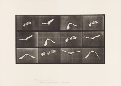 Tallerken 762. Kakadu; Flyvende af Eadweard Muybridge