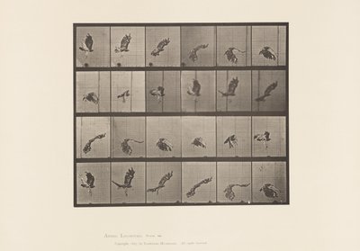Tavle 763. Rødhalet Høg; Flyvende af Eadweard Muybridge