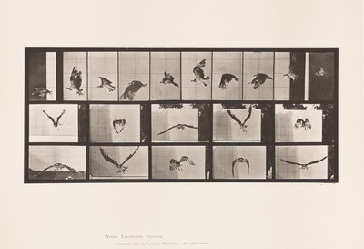 Tavle 764. Fiskehøg; Flyvende af Eadweard Muybridge
