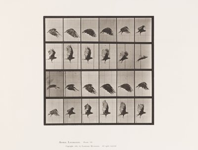 Tavle 765. Grib; Flyvende af Eadweard Muybridge