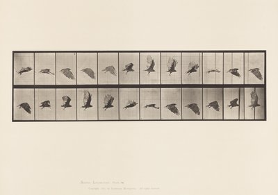 Tavle 766. Grib; Flyvende af Eadweard Muybridge