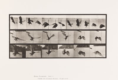 Tavle 767. Grib; Flyvende af Eadweard Muybridge