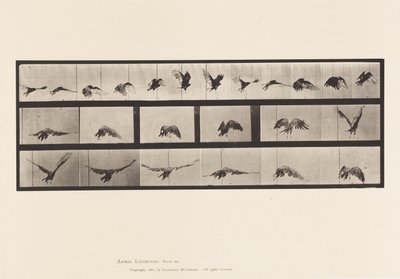 Tavle 768. Grib; Flyvende af Eadweard Muybridge