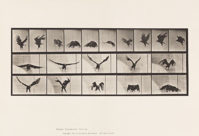 Tavle 769. Amerikansk Ørn; Flyvende af Eadweard Muybridge