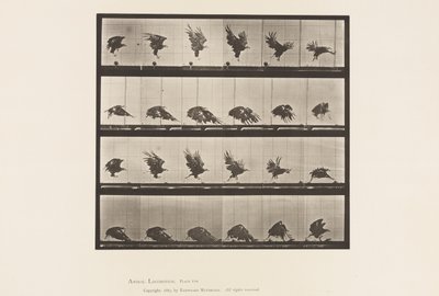 Tavle 770. American Eagle; Flyver nær jorden af Eadweard Muybridge