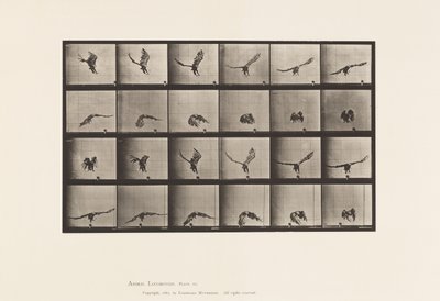 Tavle 771. Amerikansk Ørn; Flyver nær jorden af Eadweard Muybridge