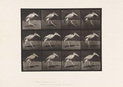 Tavle 774. Adjudant; Gåture af Eadweard Muybridge