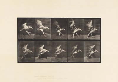 Tavle 775. Adjudant; Flyvende løb af Eadweard Muybridge