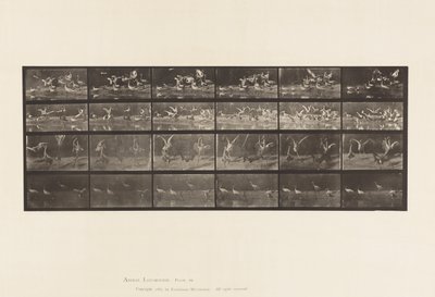 Tavle 777. Storke; osv. A, B, C, D af Eadweard Muybridge
