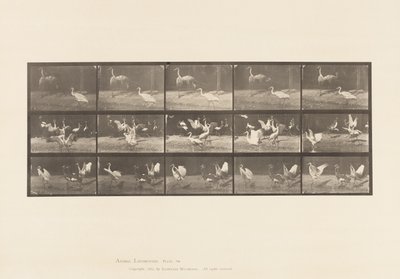 Tavle 778. Storke; osv. A, B, C af Eadweard Muybridge