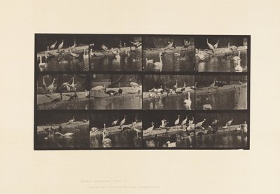 Tavle 779. Storke; Svaner osv. af Eadweard Muybridge