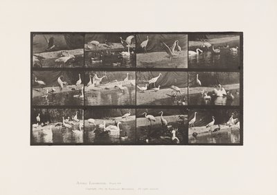 Tallerken 780. Storke; Svaner osv. af Eadweard Muybridge