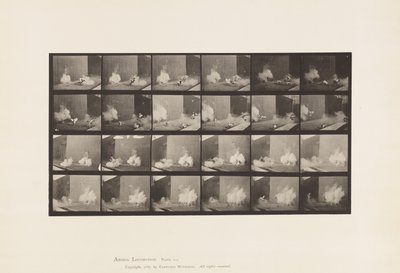 Tallerken 781. Høns; Skræmt af Torpedo af Eadweard Muybridge