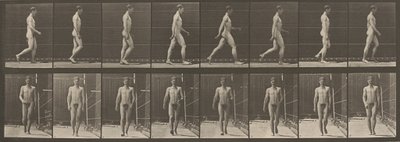 Plade nummer 5. Gående,1887 (foto) af Eadweard Muybridge