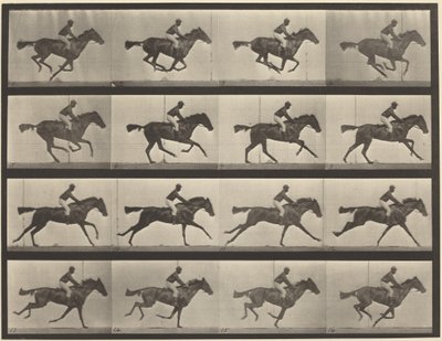 Tavle nummer 626. Galop, fuldblods brun hoppe, Annie G. af Eadweard Muybridge