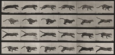 Tavle nummer 720. Kat; i galop af Eadweard Muybridge
