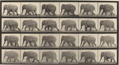 Plade nummer 733. Elefant gående af Eadweard Muybridge