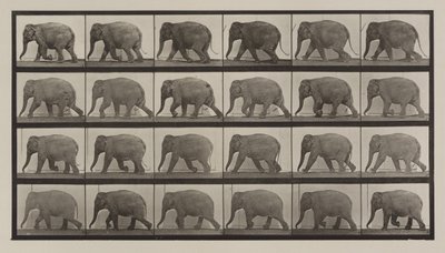 Plade nummer 733. Elefant gående af Eadweard Muybridge