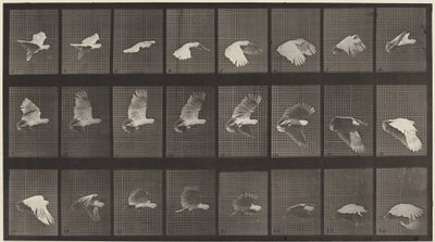 Plade nummer 758. Kakadu flyvende af Eadweard Muybridge