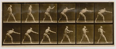 Pugilist slår et slag, fra bogen Animal Locomotion af Eadweard Muybridge