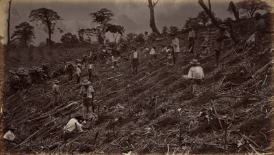Anlæggelse af en kaffeplantage i Antigua de Guatemala, 1875, udgivet 1877 (foto) af Eadweard Muybridge