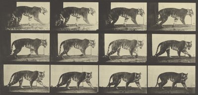 Tiger Walking, plade 729 fra Animal Locomotion, 1887 af Eadweard Muybridge