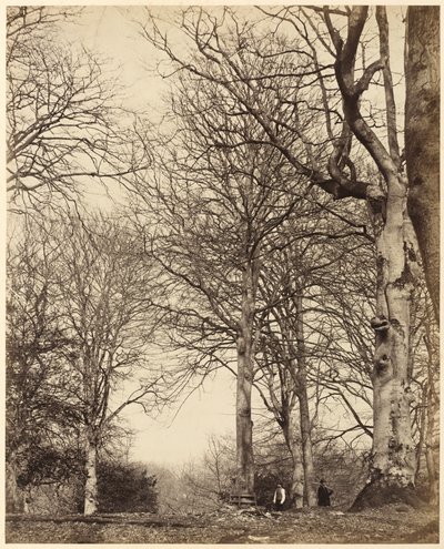 Dronning Adelaides bøg, 1864 (foto) af Earl of Caithness