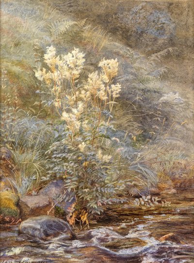Meadowsweet beside a Burn, Invernesshire, ca. 1883 (akvarel forhøjet med hvid) af Edith Martineau